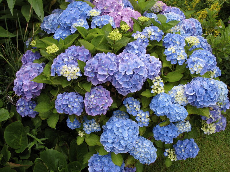 Blue Hydrangea Bush — Calm