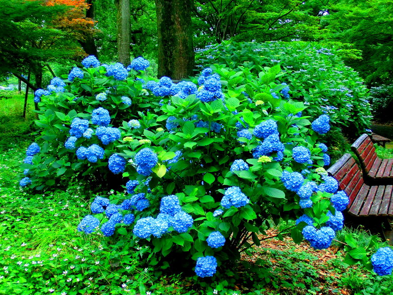 Blue Hydrangea Bush — Serene, Summer