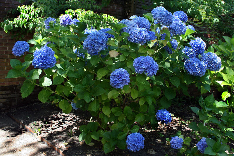 Blue Hydrangea Bush — Serene