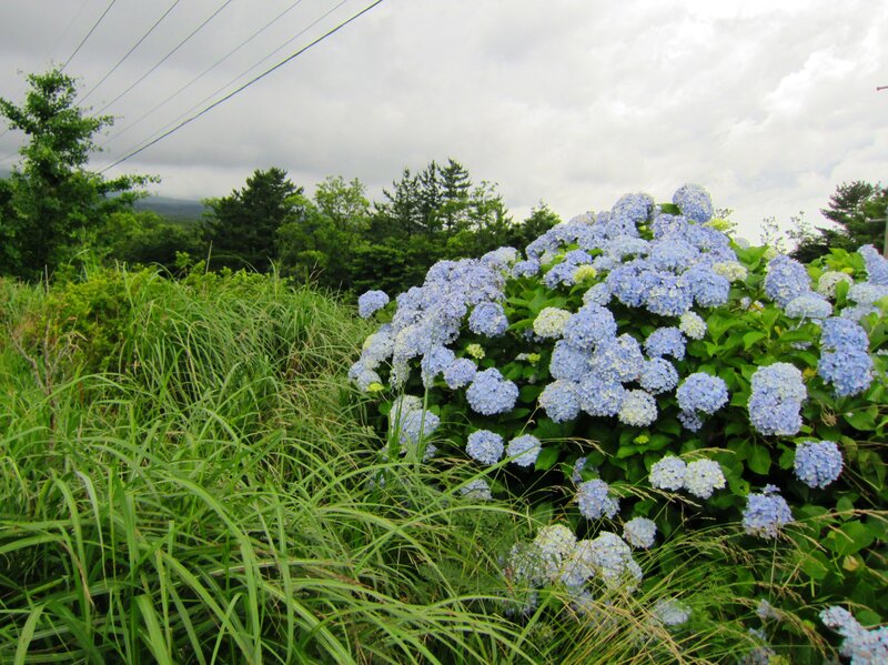 Blue Hydrangea Bush