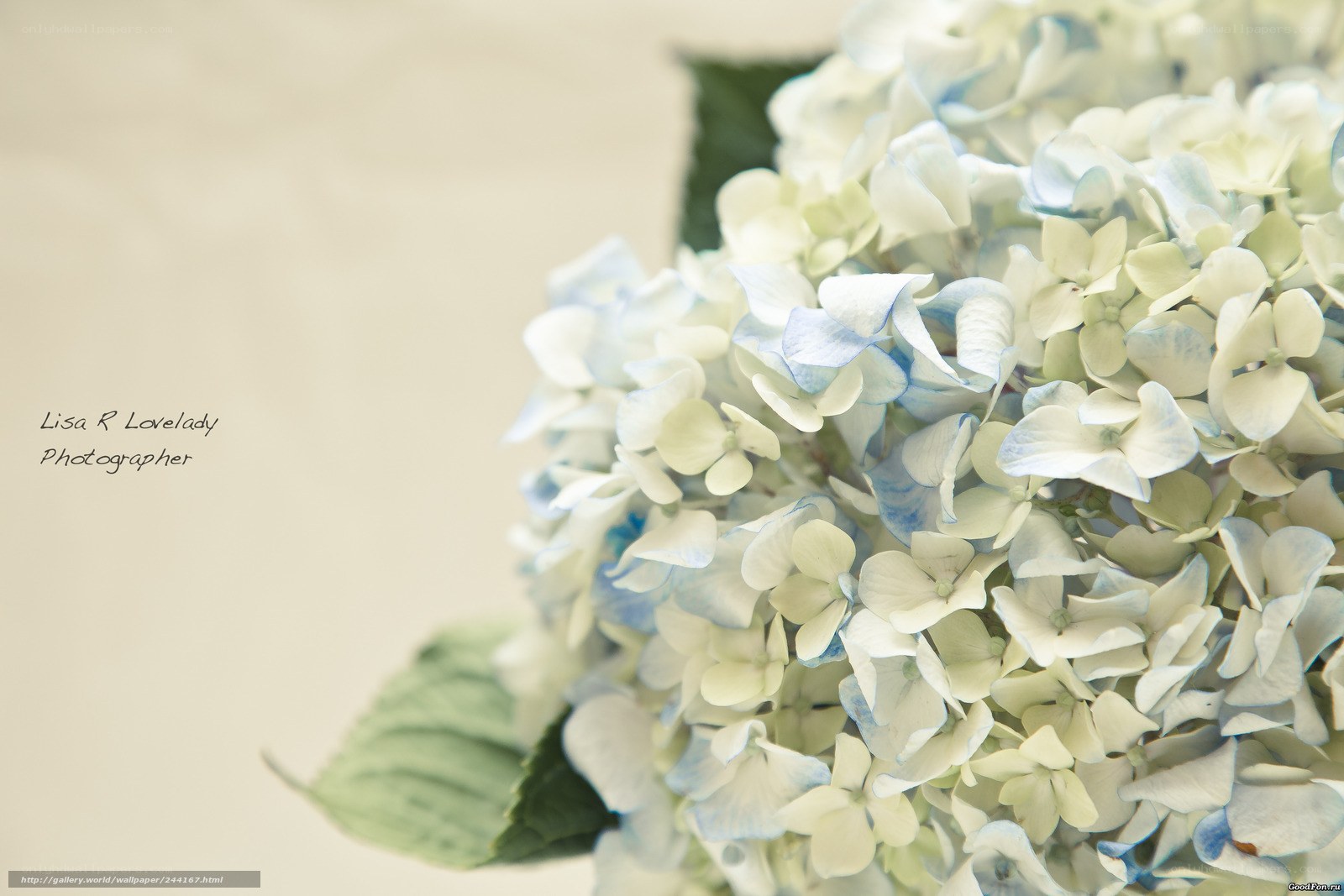 blue hydrangea close-up