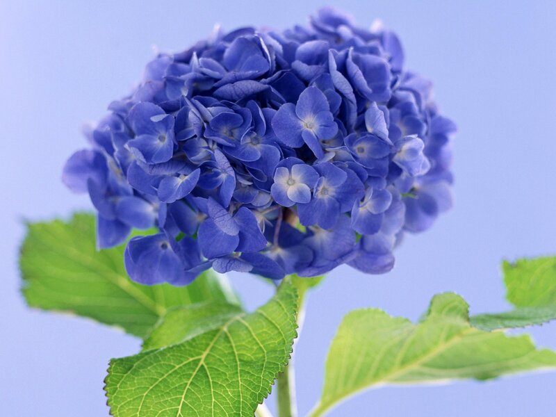 blue hydrangea flower