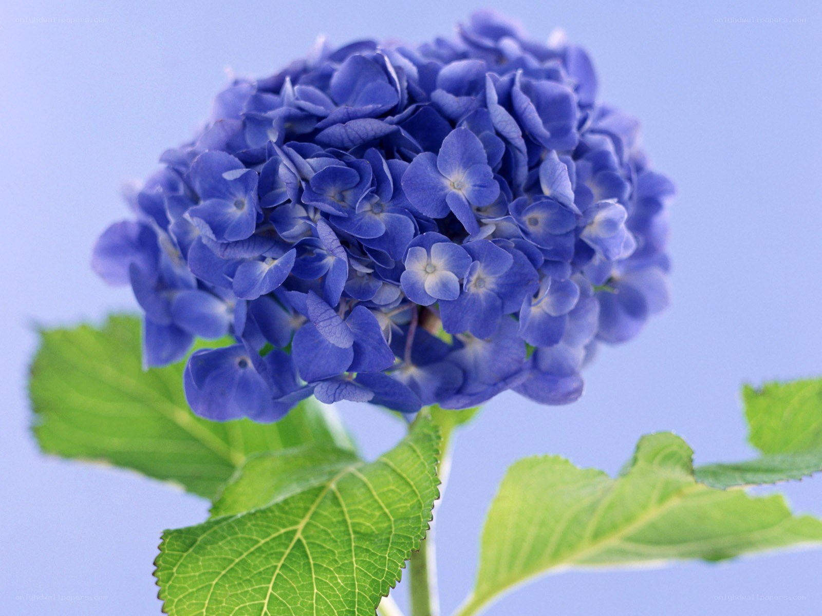 blue hydrangea flower