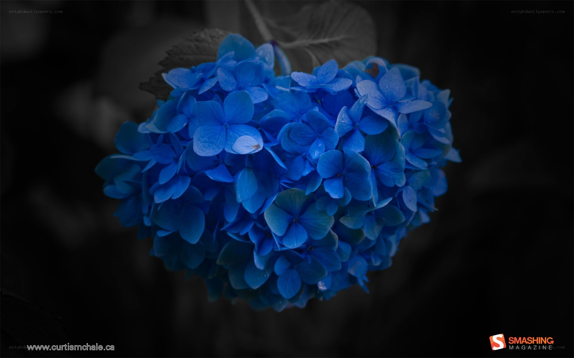 blue hydrangea flower