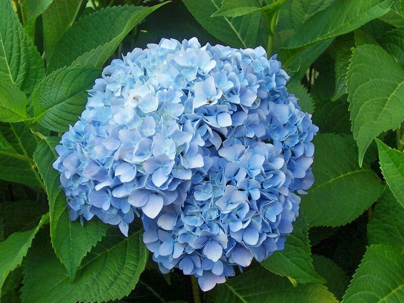 blue hydrangea flower