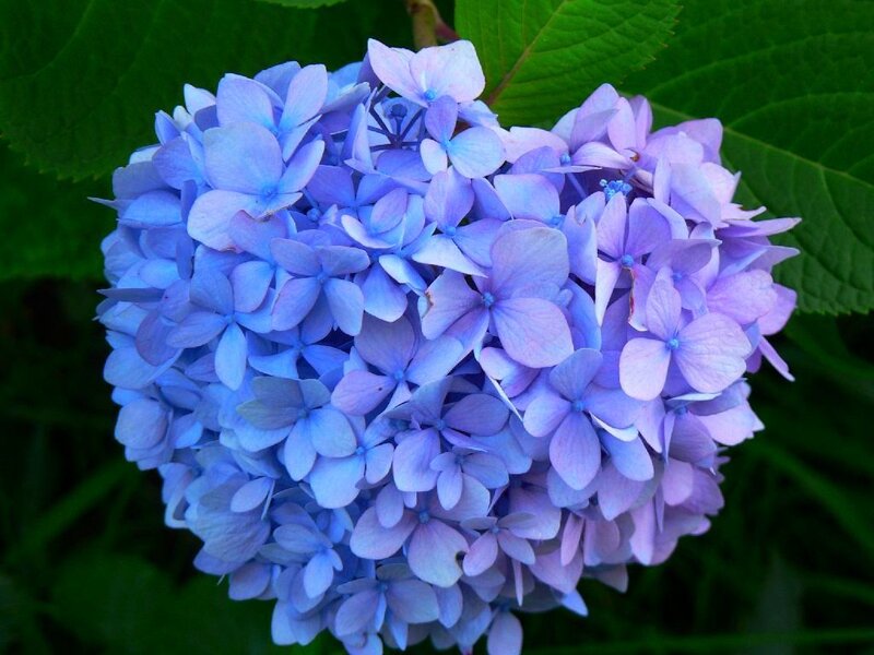 blue hydrangea flower
