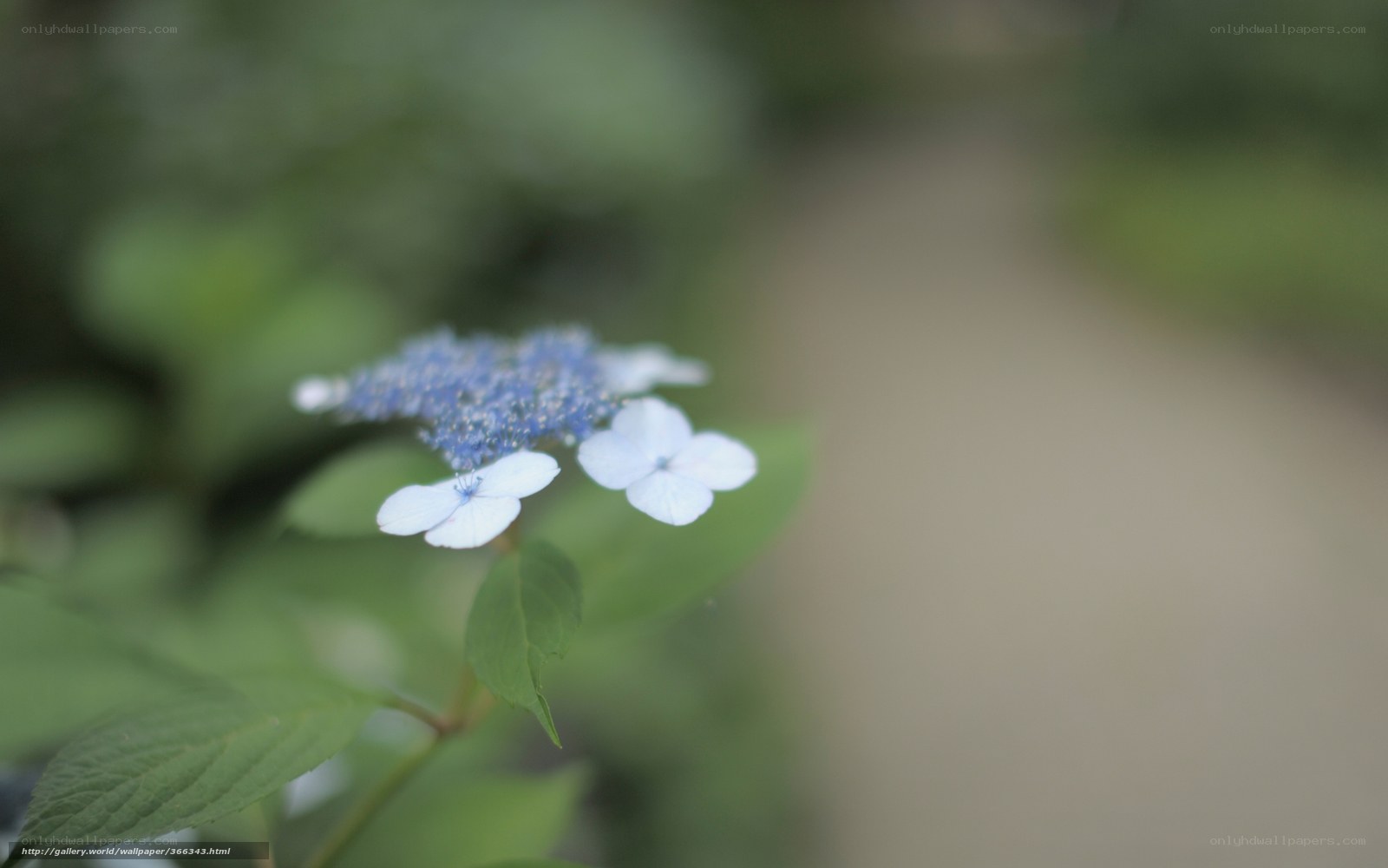 Blue hydrangea flower
