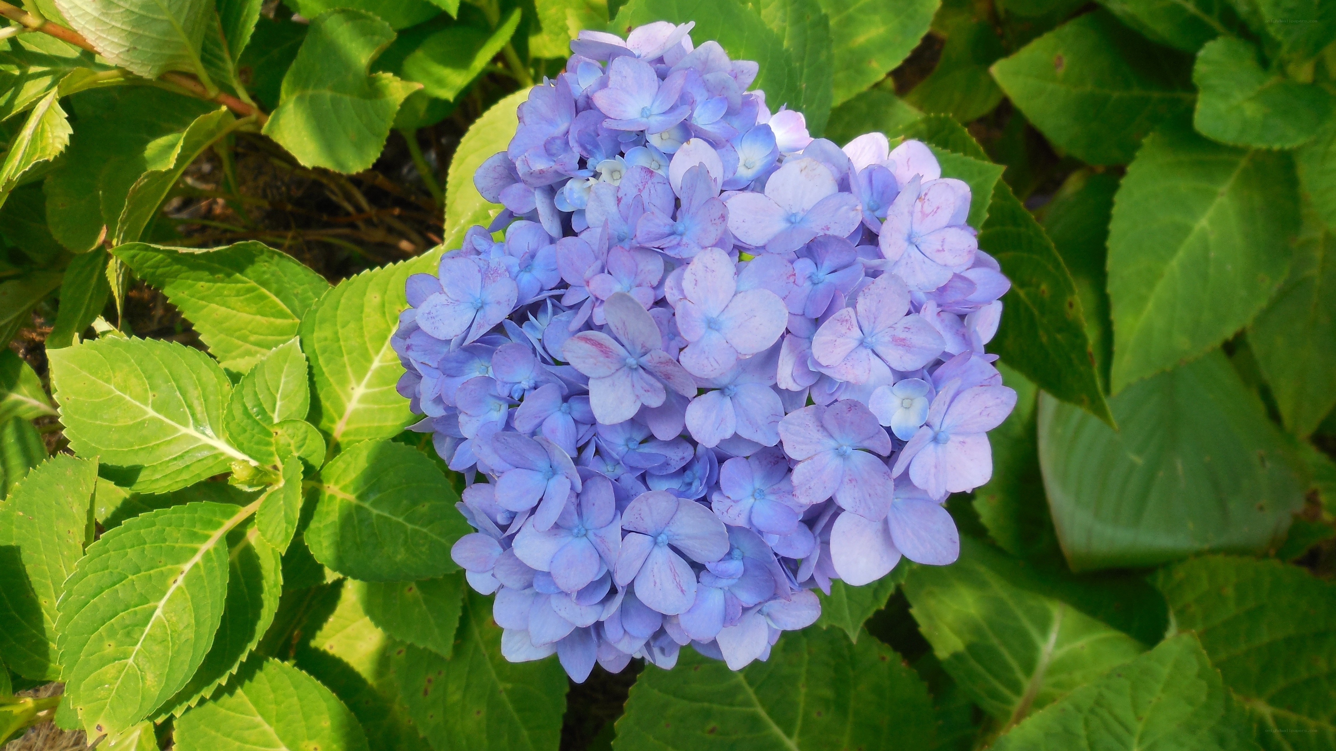blue hydrangea flower