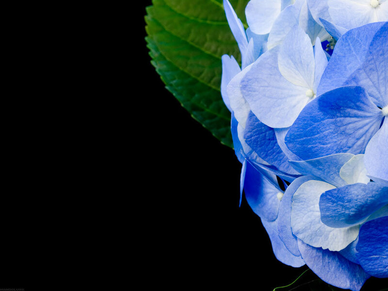 blue hydrangea flower