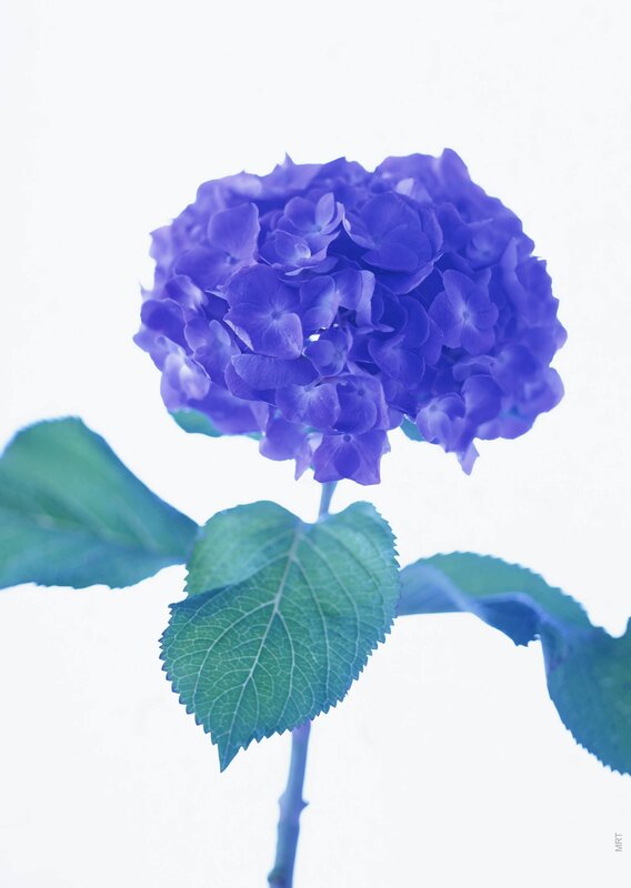 blue hydrangea flower