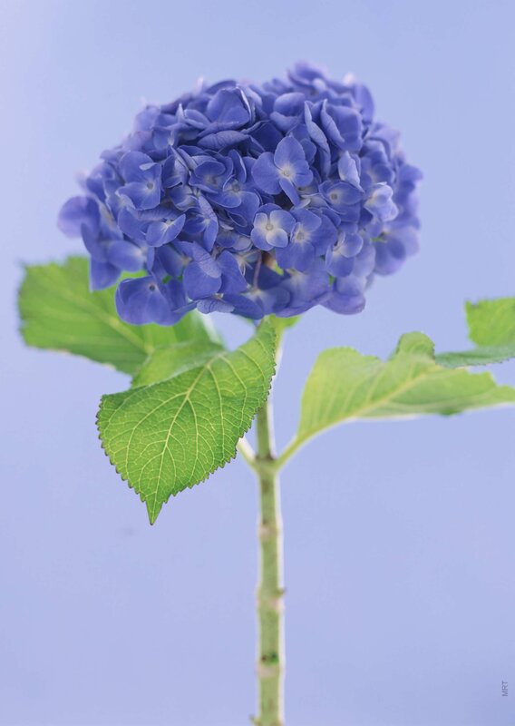 blue hydrangea flower
