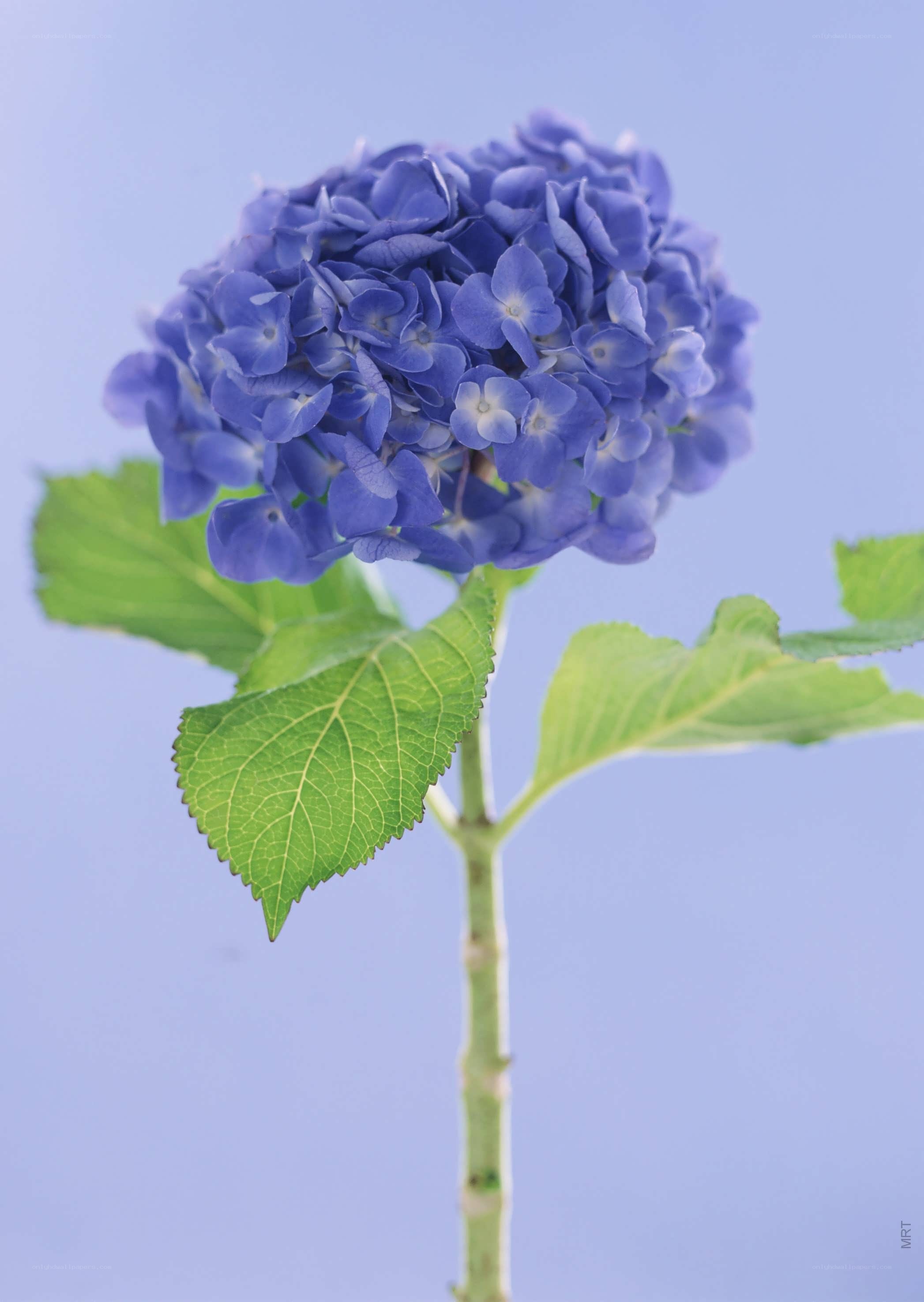 blue hydrangea flower