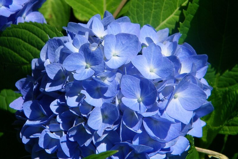 Blue Hydrangea Flower — Afternoon