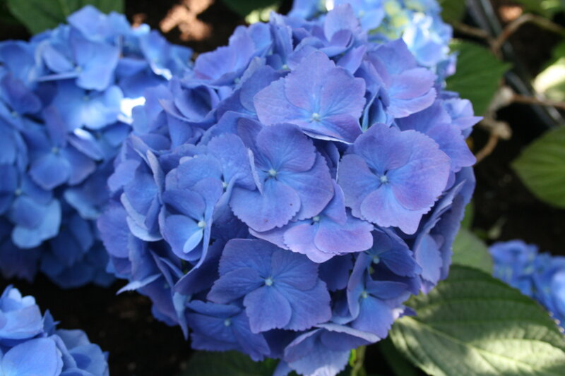 Blue Hydrangea Flower — Calm, Afternoon, Photograph, Flowers