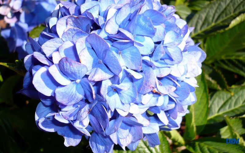 Blue Hydrangea Flower — Calm, Afternoon, Photograph, Green Leaves, Green