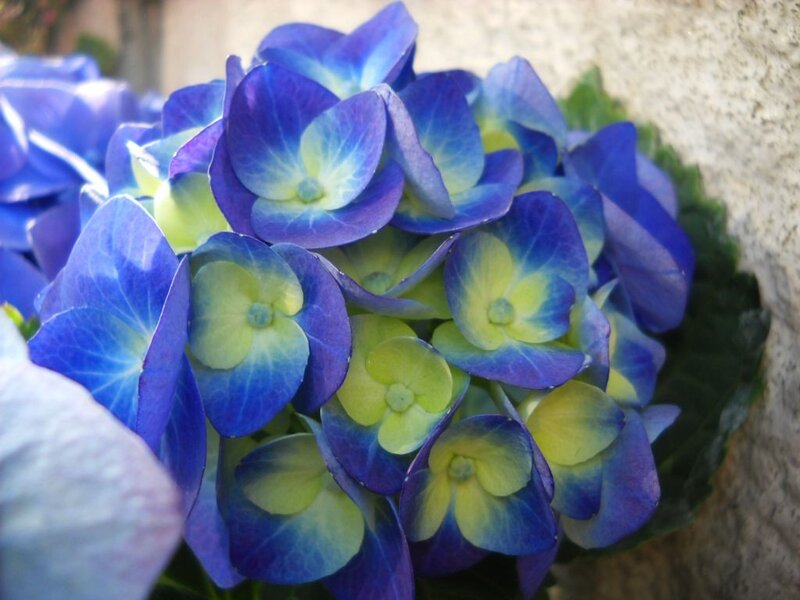 Blue Hydrangea Flower — Calm, Afternoon, Photograph, Green Leaves, Stone Wall