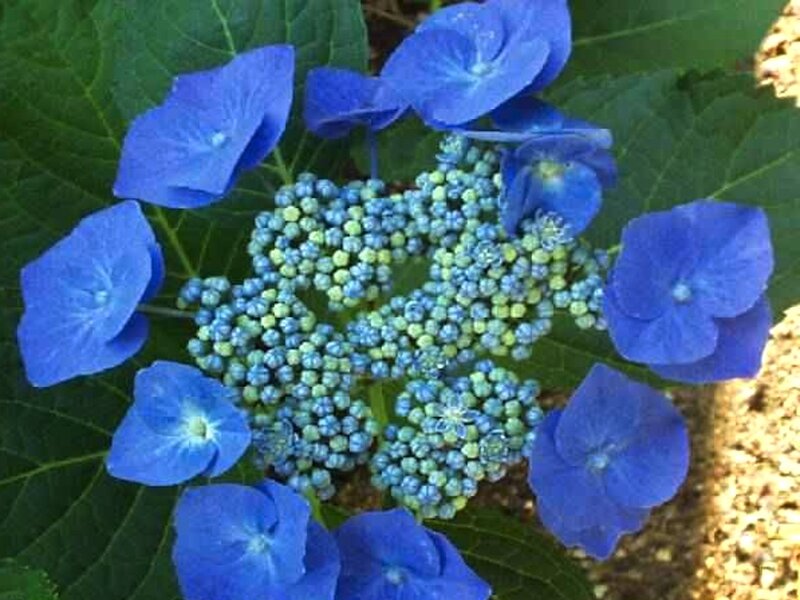 Blue Hydrangea Flower — Calm, Afternoon, Photograph