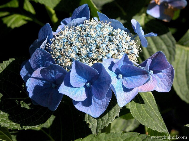 Blue Hydrangea Flower — Calm, Afternoon