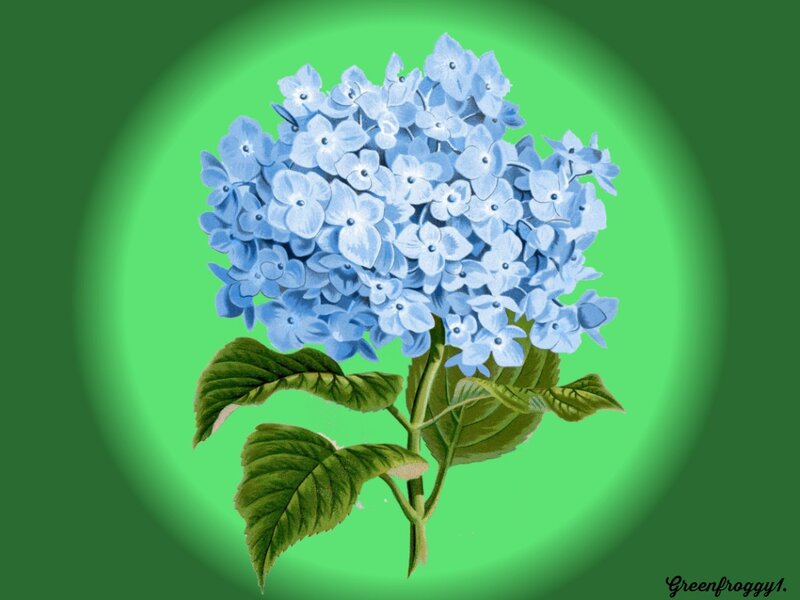 Blue Hydrangea Flower — Calm, Illustration