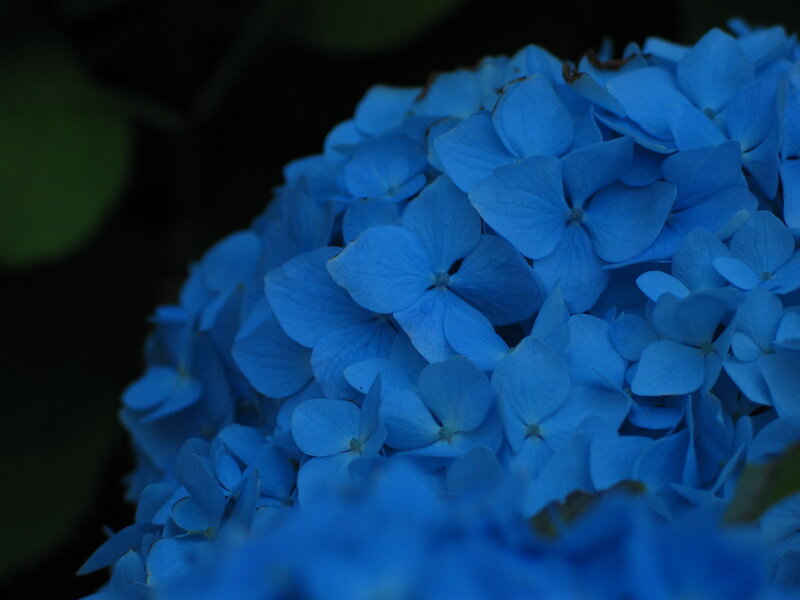 Blue Hydrangea Flower — Calm, Night