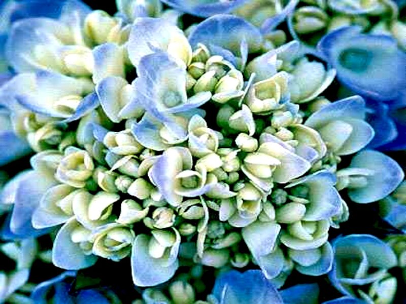 Blue Hydrangea Flower — Calm, Photograph, Buds