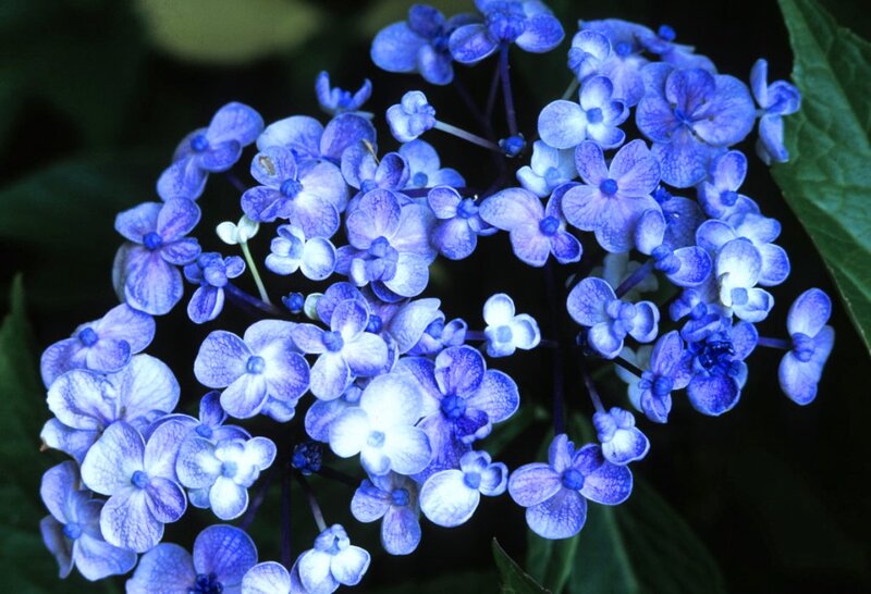 Blue Hydrangea Flower — Calm, Photograph, Flowers