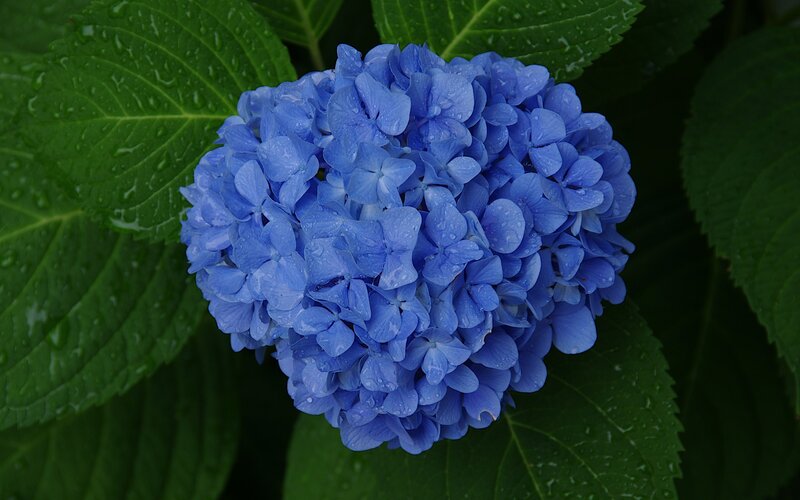 Blue Hydrangea Flower — Calm, Photograph, Green Leaves, Raindrops