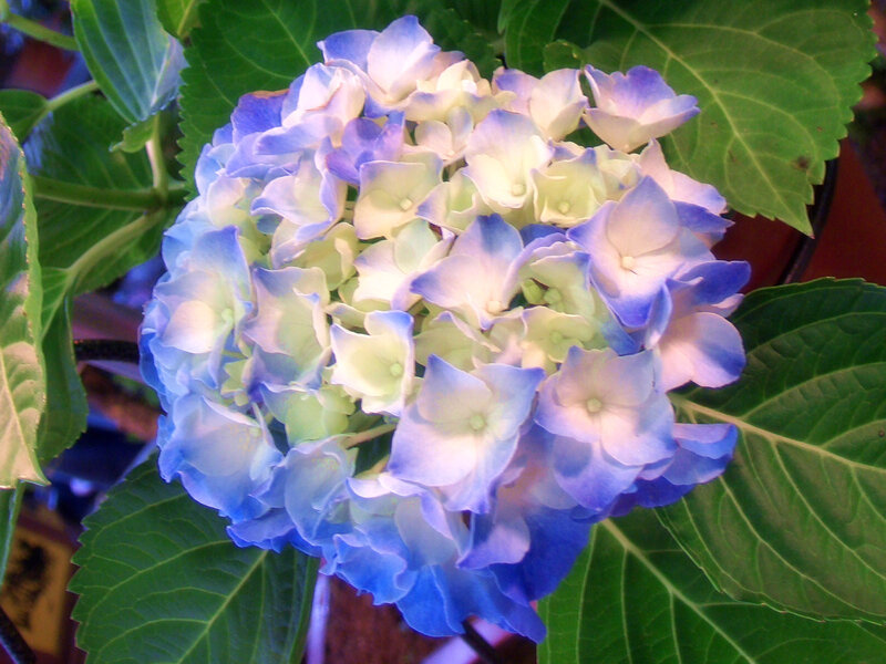 Blue Hydrangea Flower — Calm, Photograph, Green Leaves