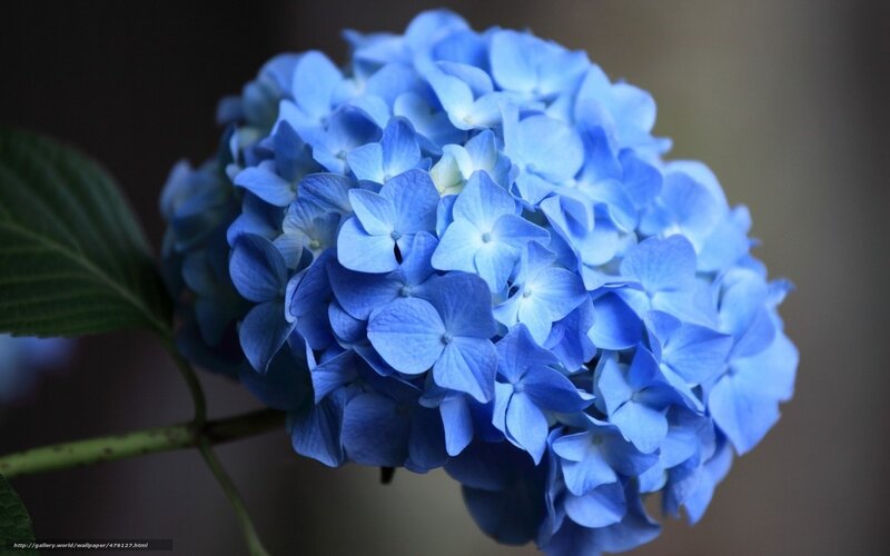 Blue Hydrangea Flower — Calm, Photograph, Leaf, Stem
