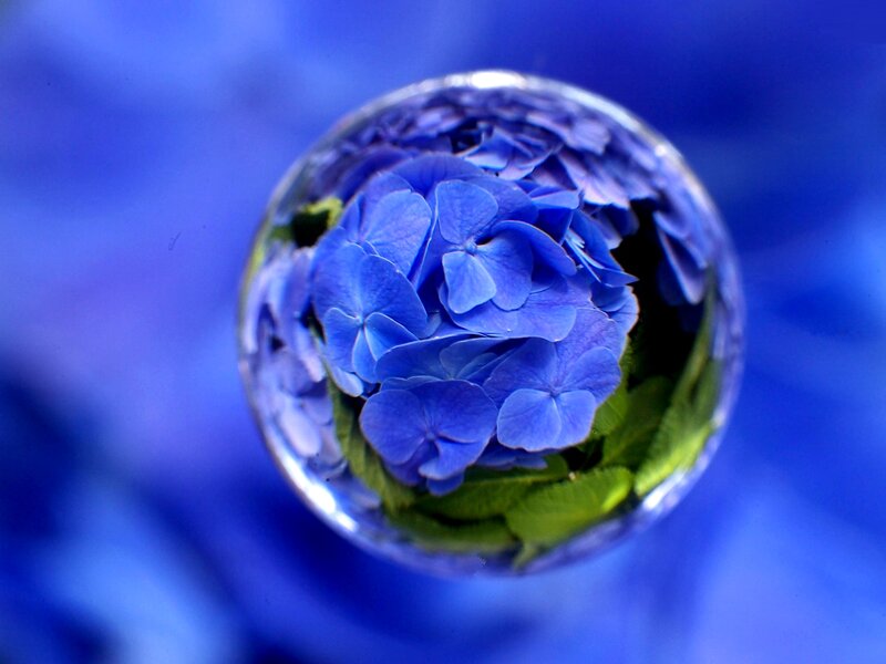 Blue Hydrangea Flower — Calm, Photograph, Leaf