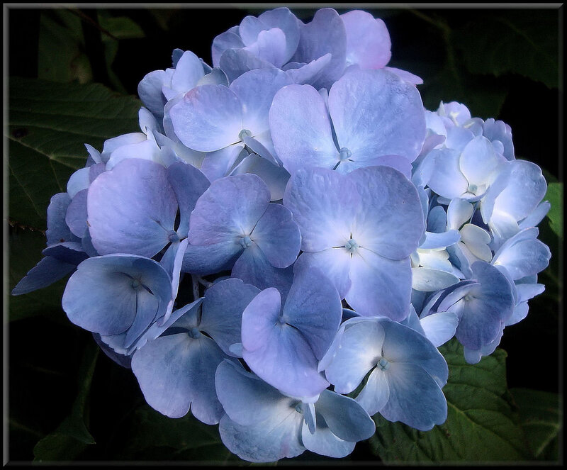 Blue Hydrangea Flower — Calm, Photograph, Leaves