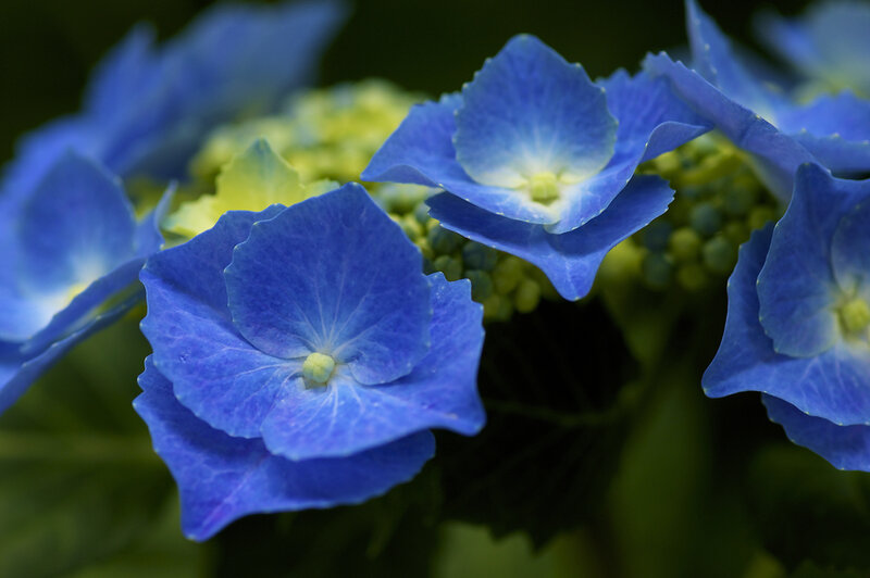 Blue Hydrangea Flower — Calm, Photograph, Petal, Green Center