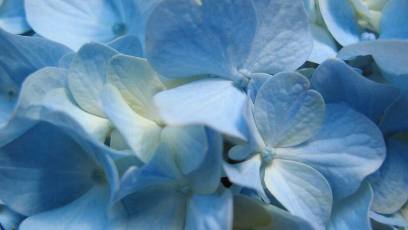 Blue Hydrangea Flower — Calm, Photograph, Petal