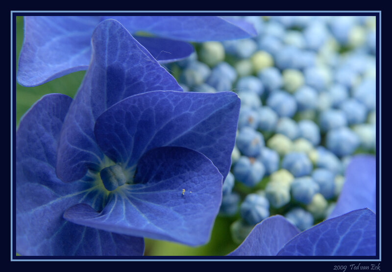 Blue Hydrangea Flower — Calm, Photograph, Petals