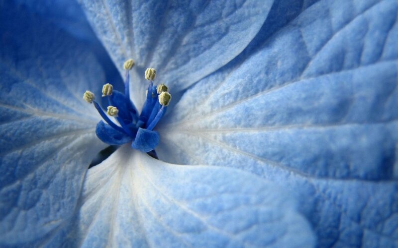 Blue Hydrangea Flower — Calm, Photograph, Stamen