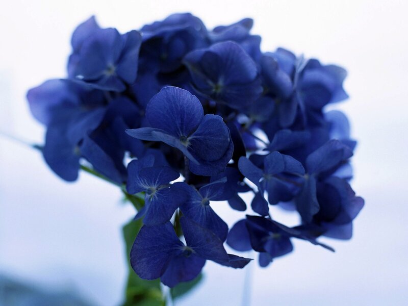Blue Hydrangea Flower — Calm, Photograph, Stem