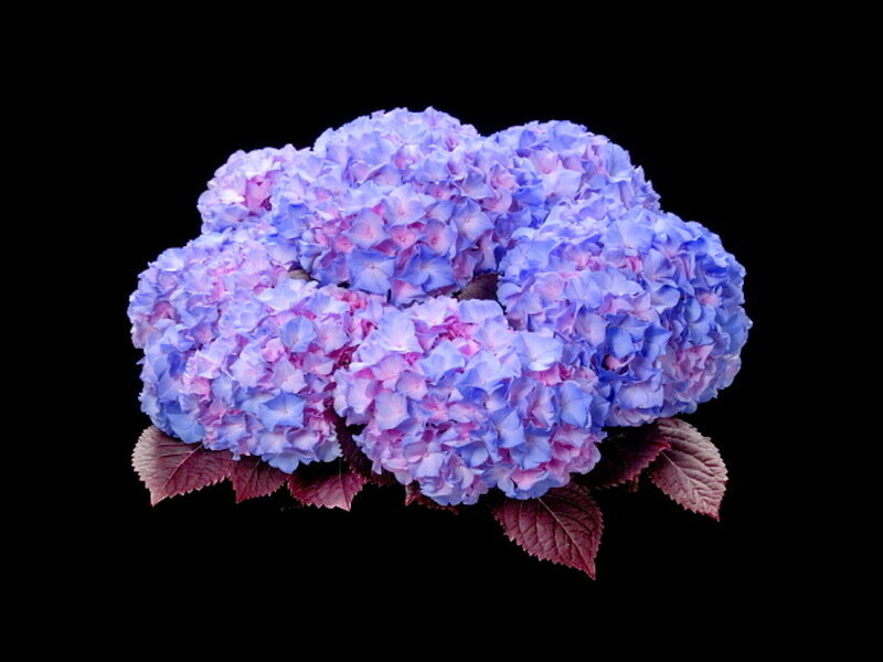 Blue Hydrangea Flower — Calm, Photograph