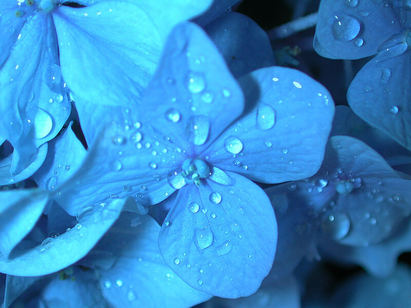 Blue Hydrangea Flower — Calm, Photograph, Water Droplets