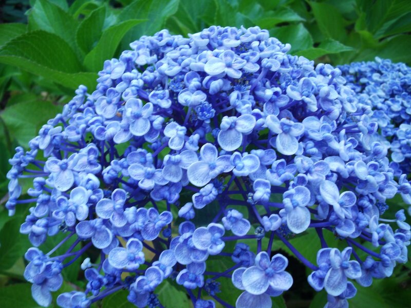 Blue Hydrangea Flower — Calm, Summer, Photograph, Flowers