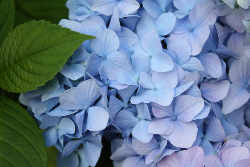 Blue Hydrangea Flower — Calm, Summer, Photograph, Green Leaf