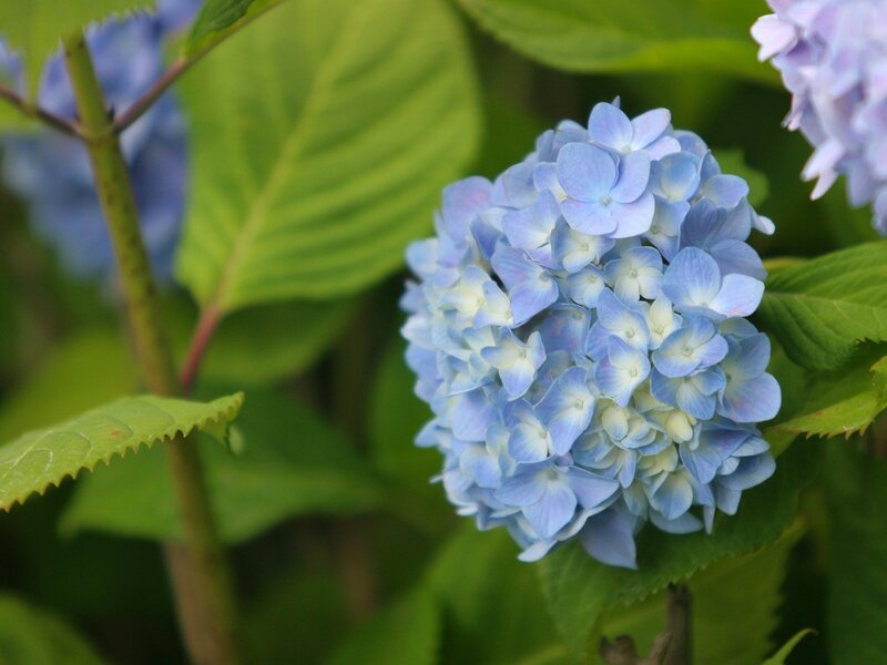 Blue Hydrangea Flower — Calm, Summer, Photograph, Green Leaves, Flower Cluster, Green