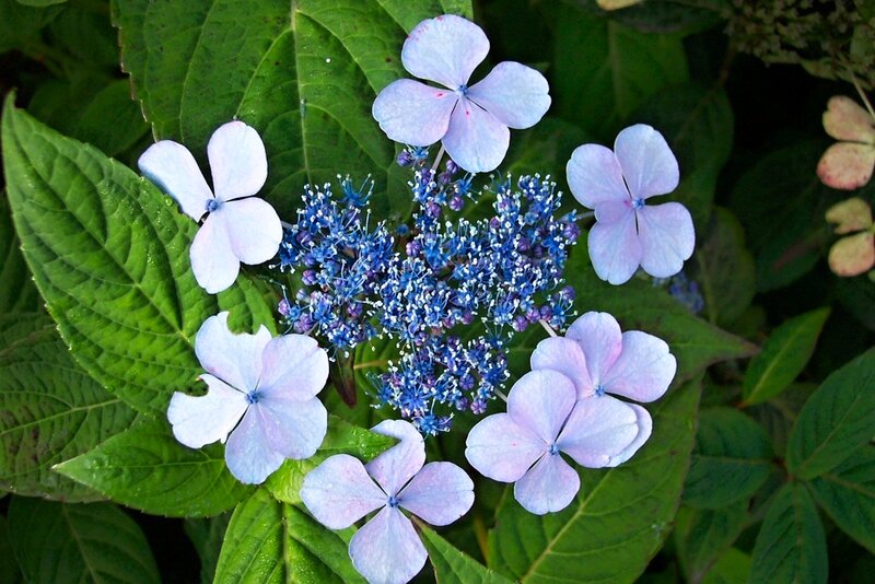Blue Hydrangea Flower — Calm, Summer, Photograph, Green Leaves, Flower Cluster