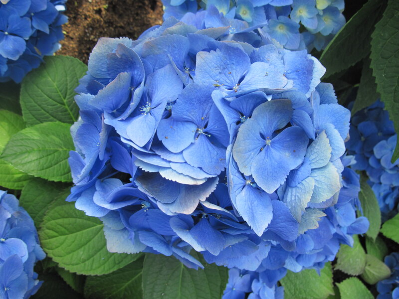 Blue Hydrangea Flower — Calm, Summer, Photograph, Green Leaves, Soil