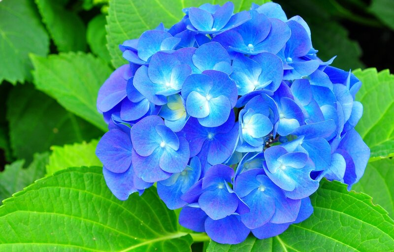 Blue Hydrangea Flower — Calm, Summer, Photograph, Green Leaves