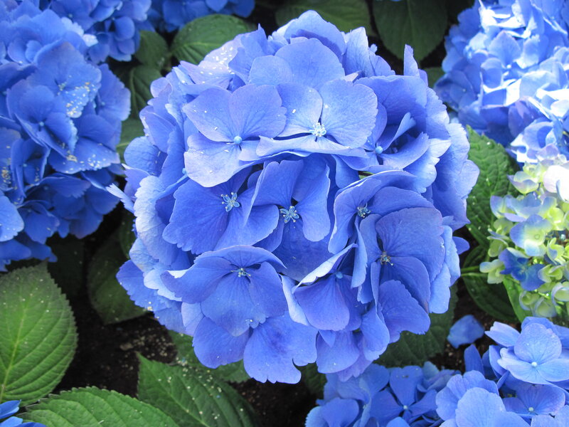 Blue Hydrangea Flower — Calm, Summer, Photograph, Leaves