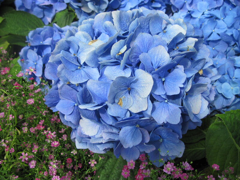 Blue Hydrangea Flower — Calm, Summer, Photograph, Pink Flowers