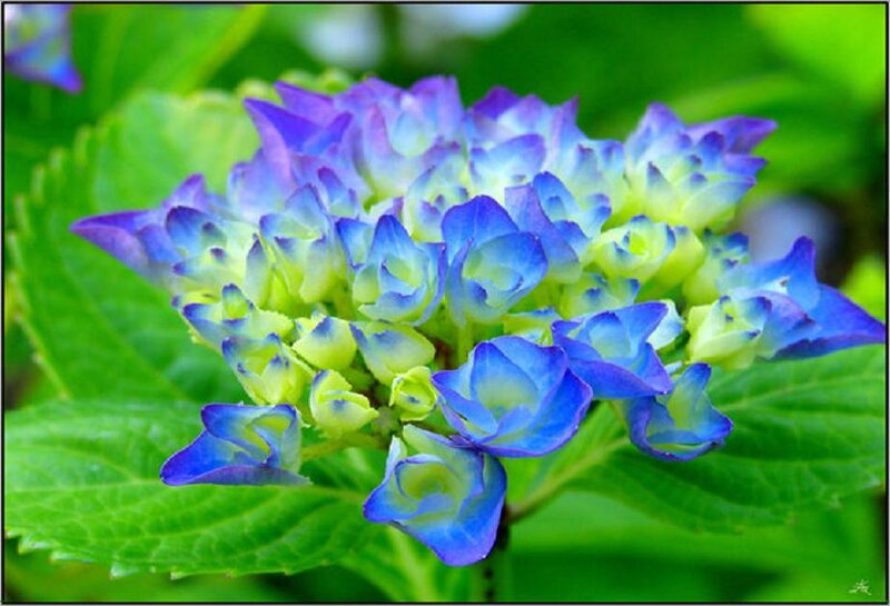 Blue Hydrangea Flower — Calm, Summer, Photograph