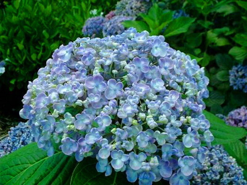 Blue Hydrangea Flower — Calm, Summer