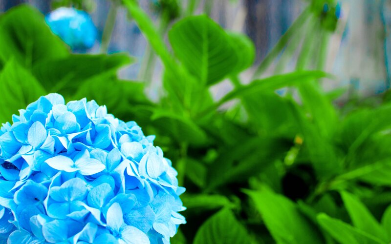 Blue Hydrangea Flower — Calm