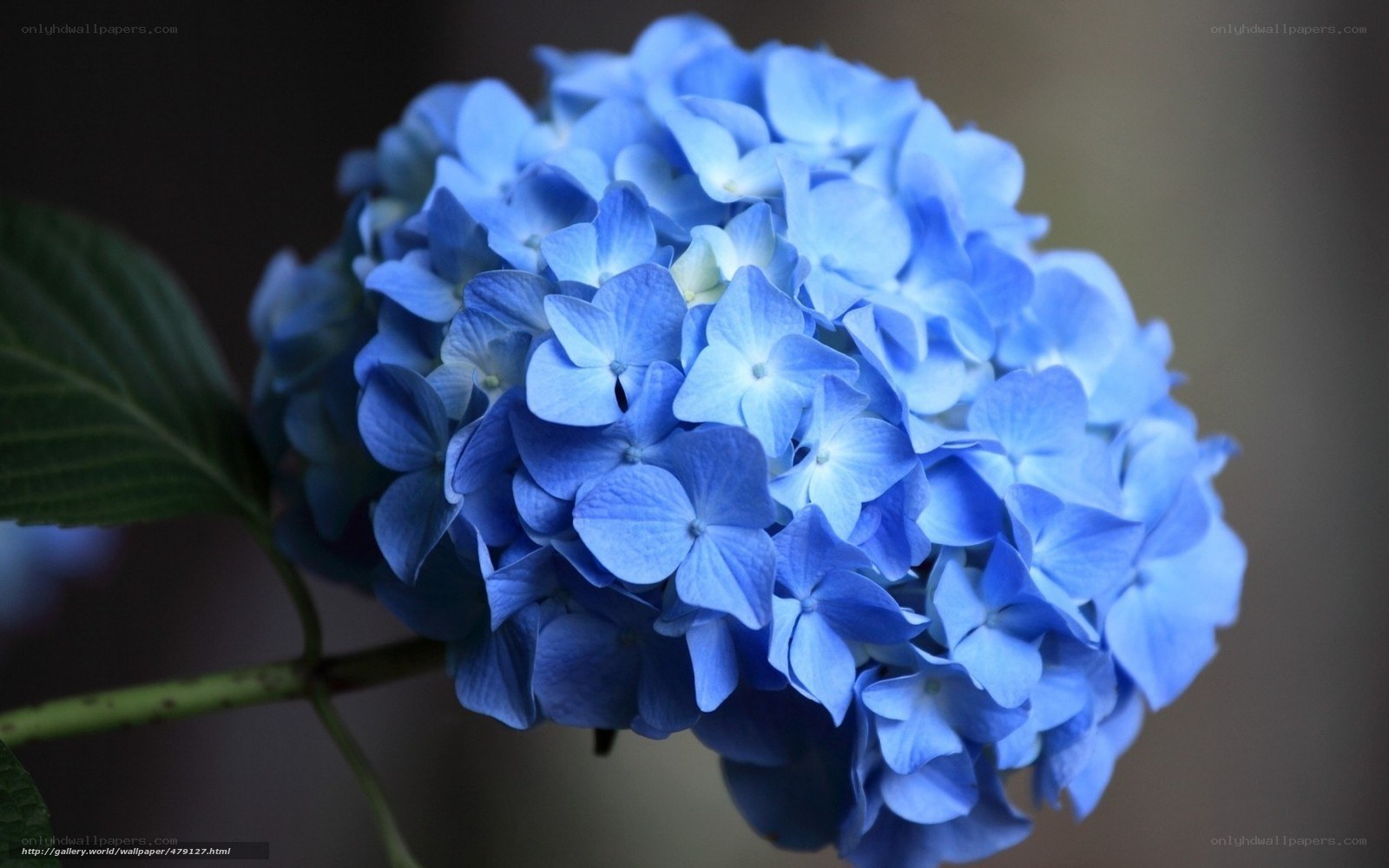Blue hydrangea flower close-up